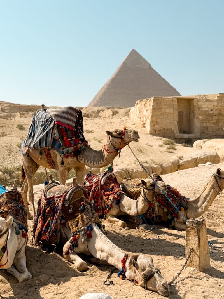 camels in front of pyramids of giza egypt